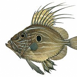 多利魚是什麼魚呢?多利魚的名稱有哪些呢?